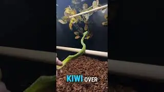 Reptile Room Part 3: Future Plans? 