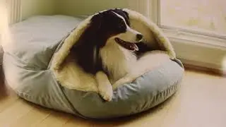 Snoozer Pet: Making Fashionable, High-Quality Products for Dogs