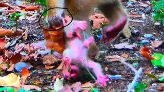 Hybrid newborn baby monkey 1day old oh, s.a.d Mom doesn't love to d.r.a.g with w.e.a.n.i.ng to c.r.y