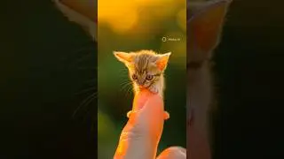 cute tiny cat 😍😺 #shorts #shortsfeed