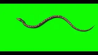 Large snake moving top view Green Screen VFX & CGI Effects