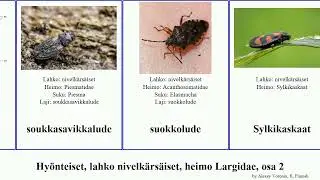 Hy&ouml;nteiset, lahko nivelk&auml;rs&auml;iset, heimo Largidae, osa 2 minor insect luella gutta flavescens Saiva