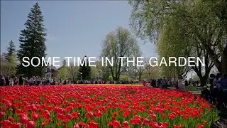 A sea of one million bulbs: the iconic Canadian Tulip Festival