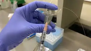 Извлечение гемолимфы и определение общего количества гемоцитов у креветки (Penaeus vannamei)