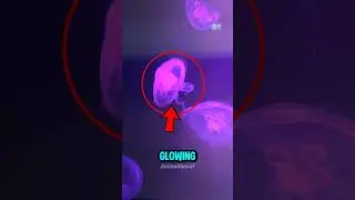 This Jellyfish Looks Like a Glowing UFO 😱🌕 #shorts #animals #wildlife