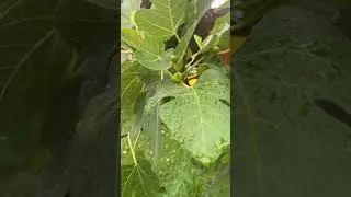 Multigrafted fig tree 2024 #grafting #frankienfig #figtrees