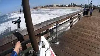 Imperial beach pier/Sand Perch Fishing
