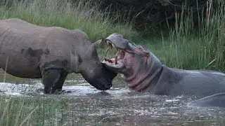 Rhino vs Hippo Fight