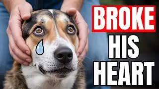 10 Things a Dog Will Never Forgive!