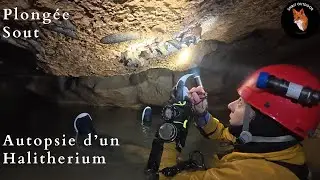 Explo Plongée Sout Gironde - Autopsie d'un Halitherium #science #nature #speleo