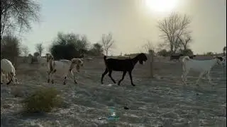 Ramag o Shep&aacute;nk | balochistanvlogs2020 #balochistan #shepherd #baloch #villagelife  