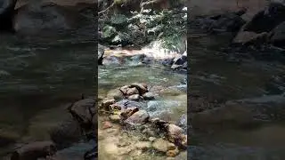 🌿 Only 30 Minutes from Kuala Lumpur! 🇲🇾Escape the city noise and dive into the sounds of nature