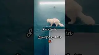 I m lizard eating Goblin 👺 #cat #funnycats #funny #pets #viralvideo #trendingshorts #catman #kitty