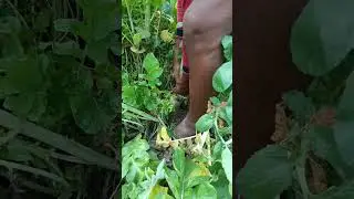MULI HARVESTING IN MY FARM