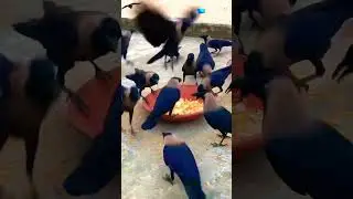 Crow party Time 🥳 #crow_tube #crows #animalsounds #animals #birdsounds #crowsounds #cute