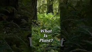 What is Plant? Western Sword Fern #nature #plants #forest #forestry #pnw #pacificnorthwest #ferns