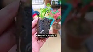 扦插育苗就用专用扦插育苗盒，它保温又保湿相当于一个小型的温室，成活率特别高！#扦插 #养花小知识 #扦插育苗盒