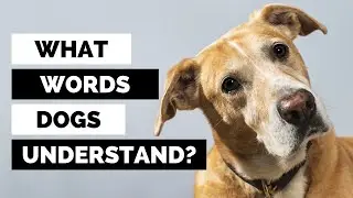 Do Dogs Understand Human Language? (Here&rsquo;s what it sounds like to them)