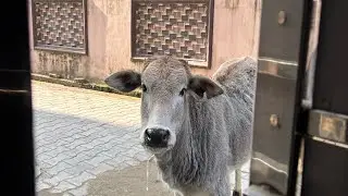 Sick baby cow and mother comes to my home #youtube #youtubevideo #trending #cow #animals #kindness 