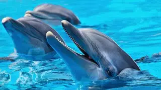 Meet the Dolphins: Intelligence, Communication & Social Lives | HasanAFID #dolphin
