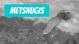 Metsnugis (Martes martes; European pine marten) - Eesti elurikkus