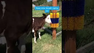 New Cow Brushes: Happy Cows and Goats Love Their Scratches!