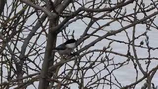 UCCELLINO INSETTIVORO CINCIA BIGIA ALPESTRE con il suo BELLISSIMO CANTO MONTE ZUGNA TRENTINO