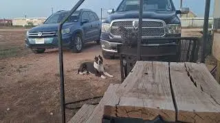 Pitbull hangs out with chickens #dogfunny #chicken #dogtraining #caninebehavior