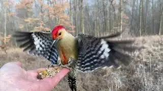 Hand-feeding Birds in Slow Mo - Red-bellied Woodpecker