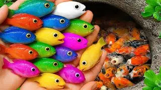 Catch So Cute Aquarium Fish in Giant Colorful Eggs, Baby Turtles, Eels, Pencil Fish, Betta Fish, Koi