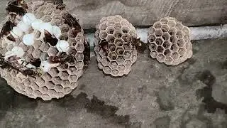 Black Wasp nest video