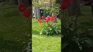City of Toronto Blooms
