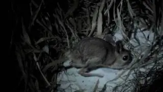 Jerboas 1:  Jaculus orientalis
