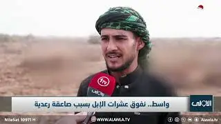 واسط.. نفوق عشرات الإبل بسبب صاعقة رعدية