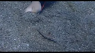クロエリギンポ / Trichonotus filamentosus (佐渡ヶ島) - 7/19