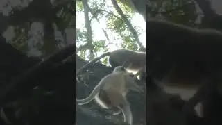 Baby Monkey Fight #shortvideo #shorts