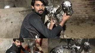 Surprise Hmari Cow Ny Bacha De Diya😍 #a1zoo #minizoo #myanimals #shermaindehat #hamarigaye 