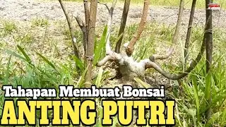 Tahapan Membuat Bonsai Anting Putri: Membuat Percabangan