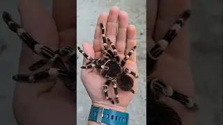 Ptasznik białokolanowy Acanthoscurria geniculata #spider