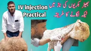 How IV injection is given IV intravenous in Cow Buffalo Goat and Sheep Dr M Sattar Ahmad Rajpoot 