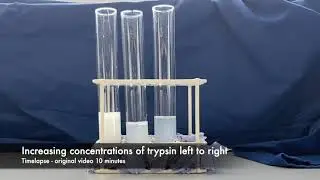 Trypsin Timelapse