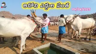 Adoni Friday bulls market videos 2025 // Desiya Cattiles Market videos Adoni