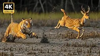 Relaxing Wildlife Walk in Sundarbans - Bengal Tigers & Spotted Deer (4K Nature Sounds)
