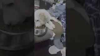 스탠다드푸들 데이즈..누워서 밥먹을꺼야? |데냥| #standardpoodle #데냥 #shorts #크림푸들 #스탠다드푸들