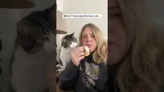 Gluttonous cat#cat #funny #for #fyp #funnyvideo #animal #animalsoftiktok #usa #pets