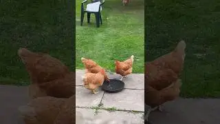 Chickens gossiping at the water cooler - Drinking funny jump