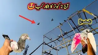 2 Kabutar Pakray 🤩 | Raat Raha Kabutar Aur Bacha Pakra | Sheikhoo Pigeons Club