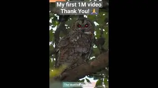 Mottled Wood Owl | Large Owls of India I