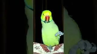 Indian Idol Audition | Singing Parrot | #Mithu