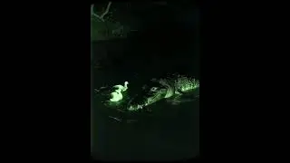 Wildlife Drama: Crocodile vs Ducklings